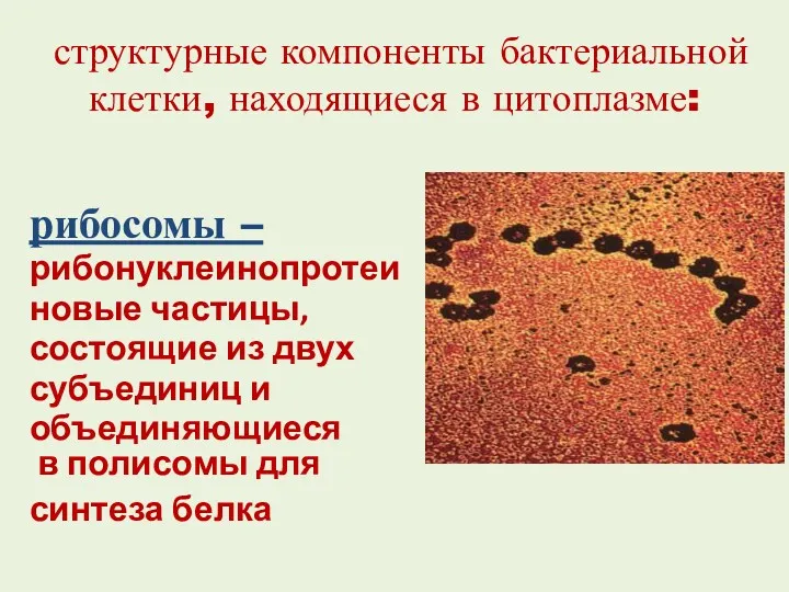 структурные компоненты бактериальной клетки, находящиеся в цитоплазме: рибосомы – рибонуклеинопротеиновые