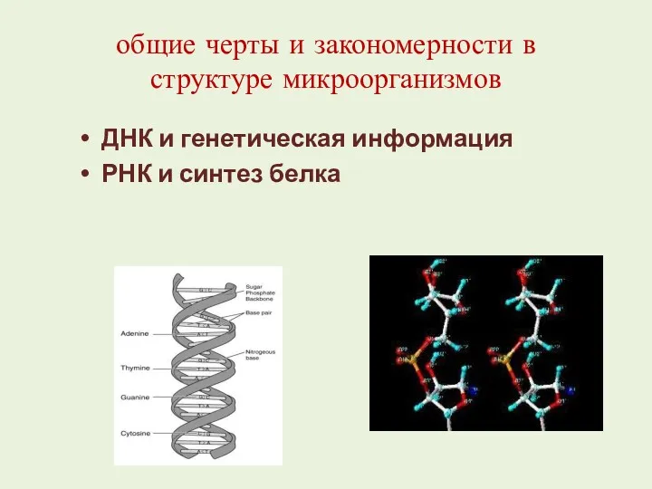 общие черты и закономерности в структуре микроорганизмов ДНК и генетическая информация РНК и синтез белка