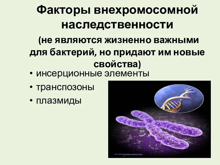 Факторы внехромосомной наследственности (не являются жизненно важными для бактерий, но