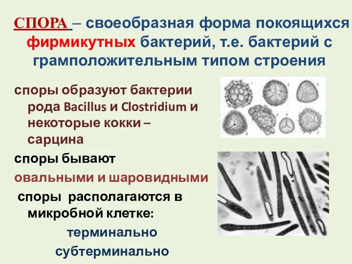 споры образуют бактерии рода Bacillus и Clostridium и некоторые кокки