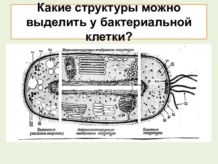 Какие структуры можно выделить у бактериальной клетки?