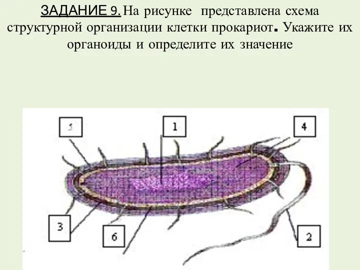 ЗАДАНИЕ 9. На рисунке представлена схема структурной организации клетки прокариот.