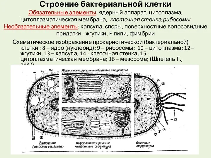 Строение бактериальной клетки Обязательные элементы: ядерный аппарат, цитоплазма, цитоплазматическая мембрана,