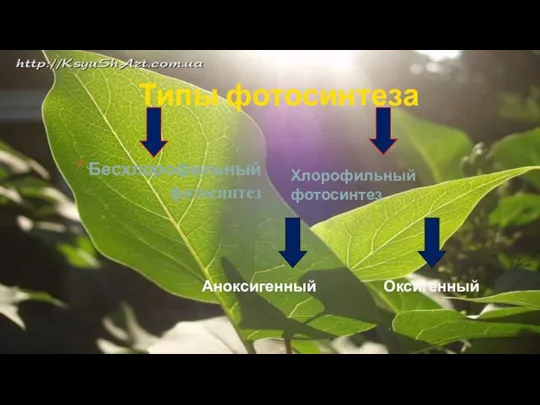 Бесхлорофильный фотосинтез Типы фотосинтеза Хлорофильный фотосинтез Аноксигенный Оксигенный