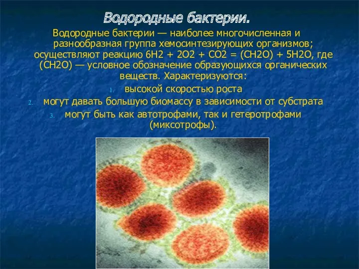 Водородные бактерии. Водородные бактерии — наиболее многочисленная и разнообразная группа