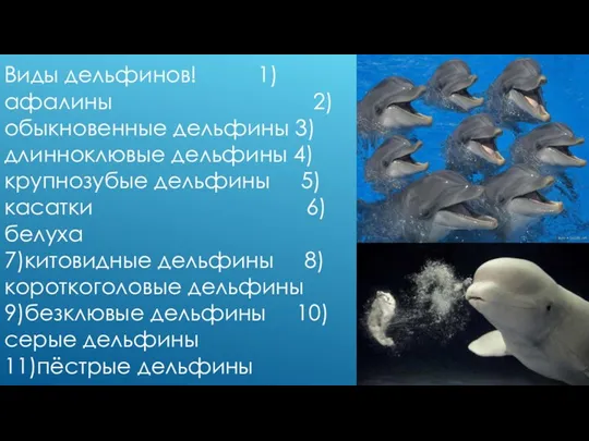 Виды дельфинов! 1)афалины 2)обыкновенные дельфины 3)длинноклювые дельфины 4)крупнозубые дельфины 5)касатки