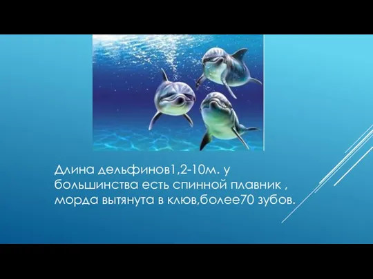 Длина дельфинов1,2-10м. у большинства есть спинной плавник , морда вытянута в клюв,более70 зубов.