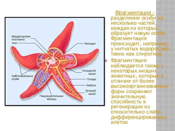 Фрагментация - разделение особи на несколько частей, каждая из которых