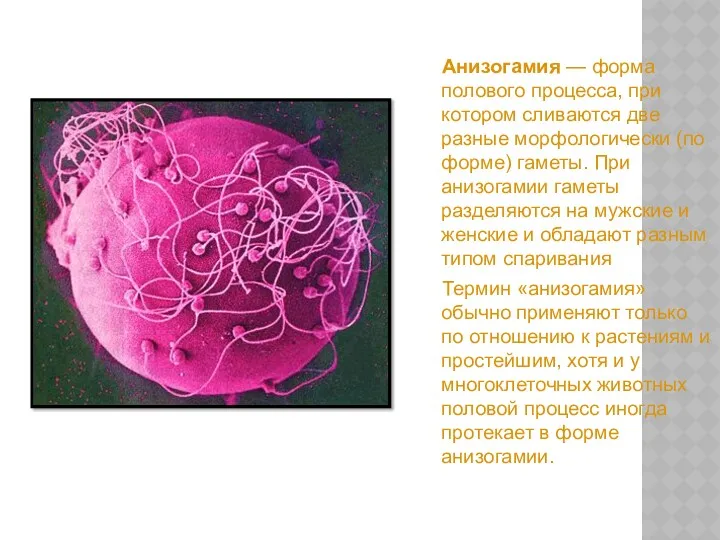 Анизогамия — форма полового процесса, при котором сливаются две разные