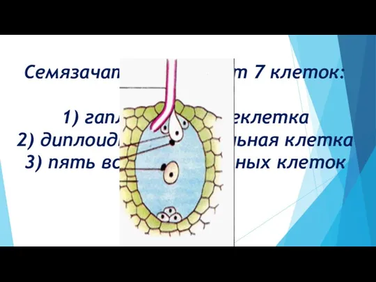 Семязачаток содержит 7 клеток: 1) гаплоидная яйцеклетка 2) диплоидная центральная клетка 3) пять вспомогательных клеток