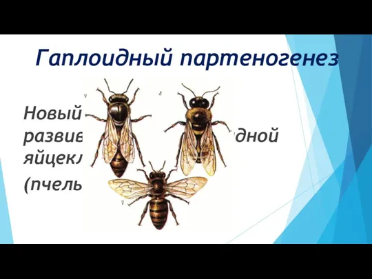 Гаплоидный партеногенез Новый организм развивается из гаплоидной яйцеклетки (1n) (пчелы, осы, муравьи)