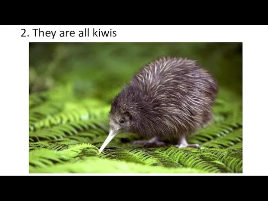 2. They are all kiwis