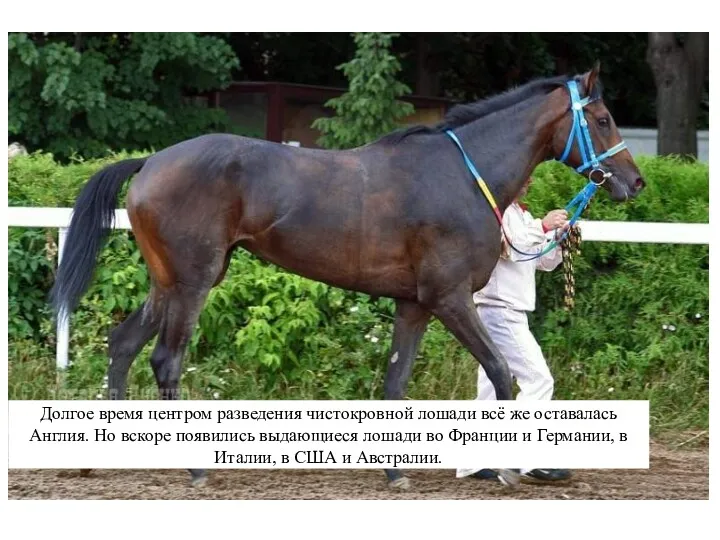 Долгое время центром разведения чистокровной лошади всё же оставалась Англия.