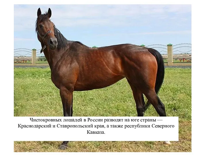 Чистокровных лошадей в России разводят на юге страны —Краснодарский и