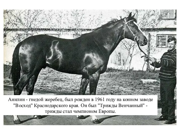 Анилин - гнедой жеребец, был рожден в 1961 году на