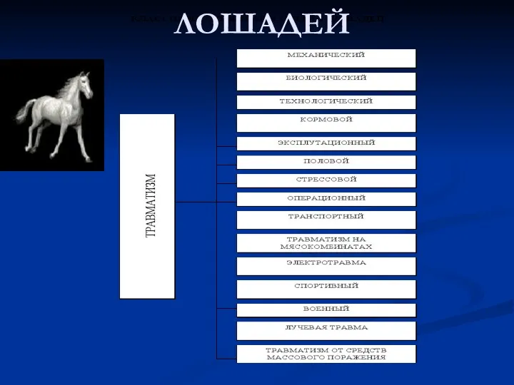 ТРАВМАТИЗМ ЛОШАДЕЙ