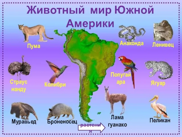 Животный мир Южной Америки Страус нанду Колибри Анаконда Ленивец Попугай