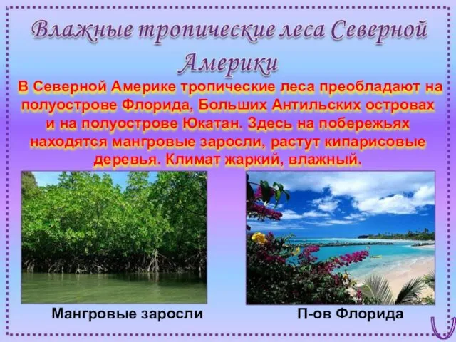 Мангровые заросли П-ов Флорида В Северной Америке тропические леса преобладают