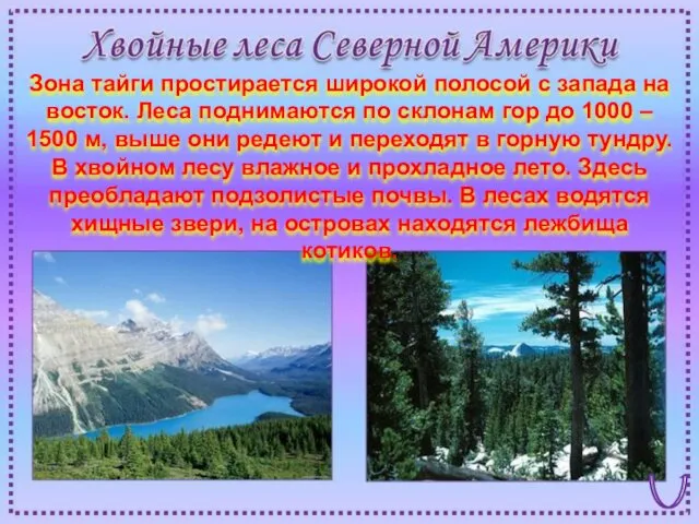 Зона тайги простирается широкой полосой с запада на восток. Леса