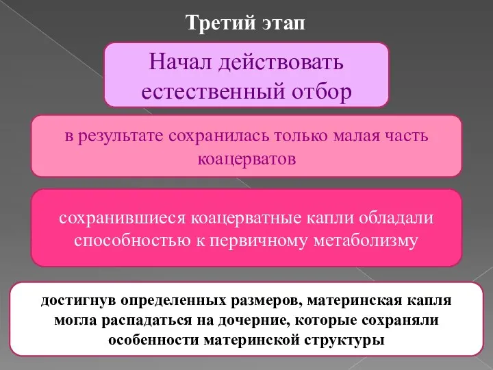 сохранившиеся коацерватные капли обладали способностью к первичному метаболизму Третий этап Начал действовать естественный