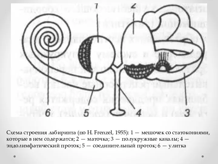 Схема строения лабиринта (по Н. Frenzel, 1955): 1 — мешочек со статокониями, которые