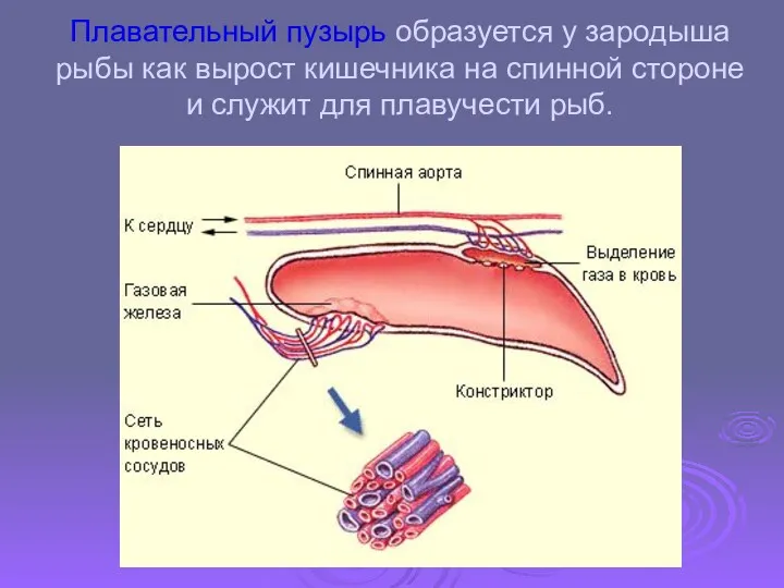 Плавательный пузырь образуется у зародыша рыбы как вырост кишечника на