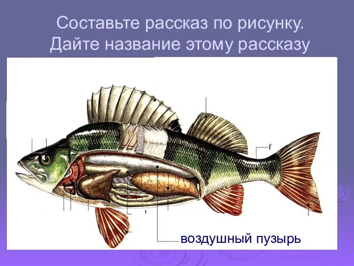 Составьте рассказ по рисунку. Дайте название этому рассказу воздушный пузырь