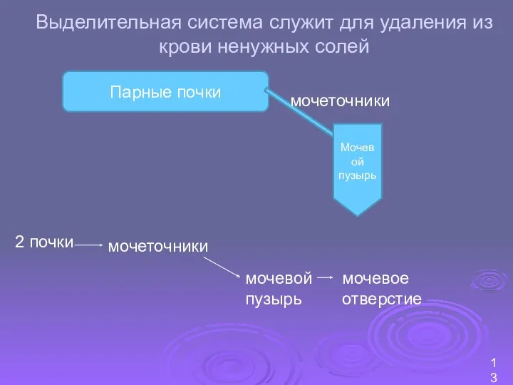 Выделительная система служит для удаления из крови ненужных солей 2