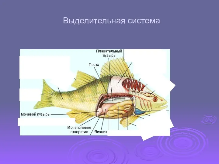 Выделительная система