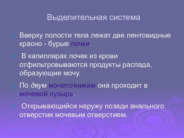 Выделительная система Вверху полости тела лежат две лентовидные красно -