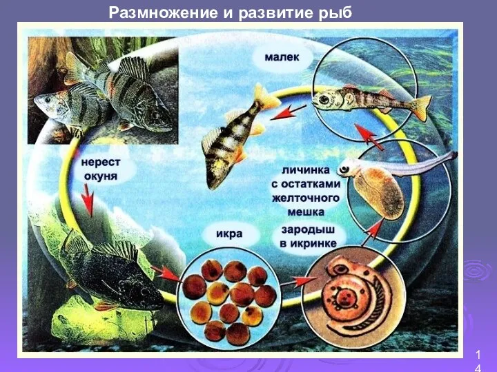 Размножение и развитие рыб 14