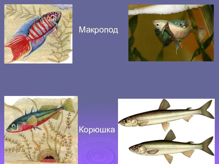 Корюшка Макропод