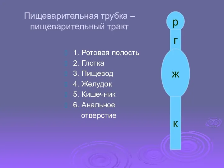 Пищеварительная трубка – пищеварительный тракт 1. Ротовая полость 2. Глотка