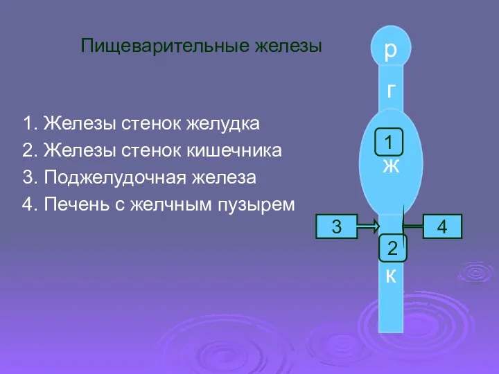 Пищеварительные железы 1. Железы стенок желудка 2. Железы стенок кишечника