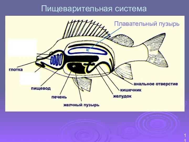 Пищеварительная система 11 Плавательный пузырь