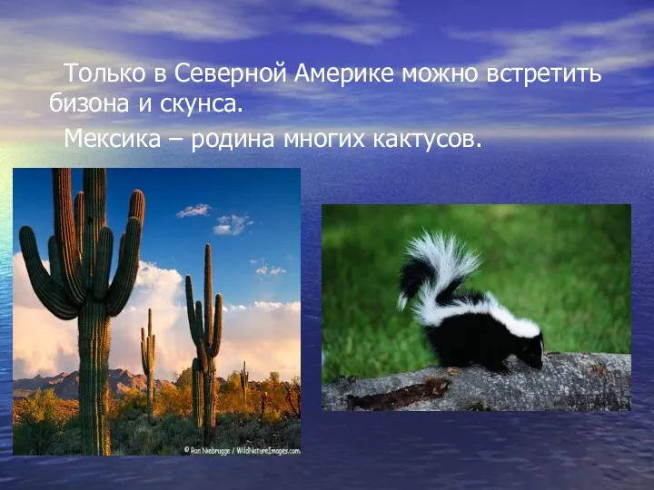 Только в Северной Америке можно встретить бизона и скунса. Мексика – родина многих кактусов.