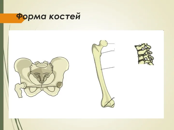 Форма костей