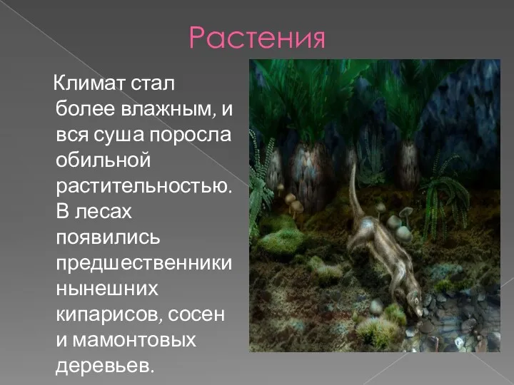 Растения Климат стал более влажным, и вся суша поросла обильной