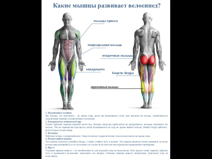 бицепс бедра квадрицепс ягодичные мышцы подвздошная мышца мышцы пресса Какие