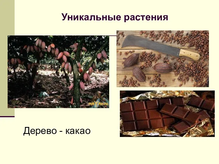 Уникальные растения Дерево - какао