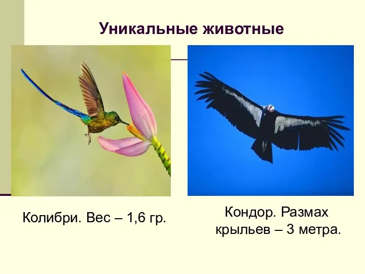 Уникальные животные Колибри. Вес – 1,6 гр. Кондор. Размах крыльев – 3 метра.