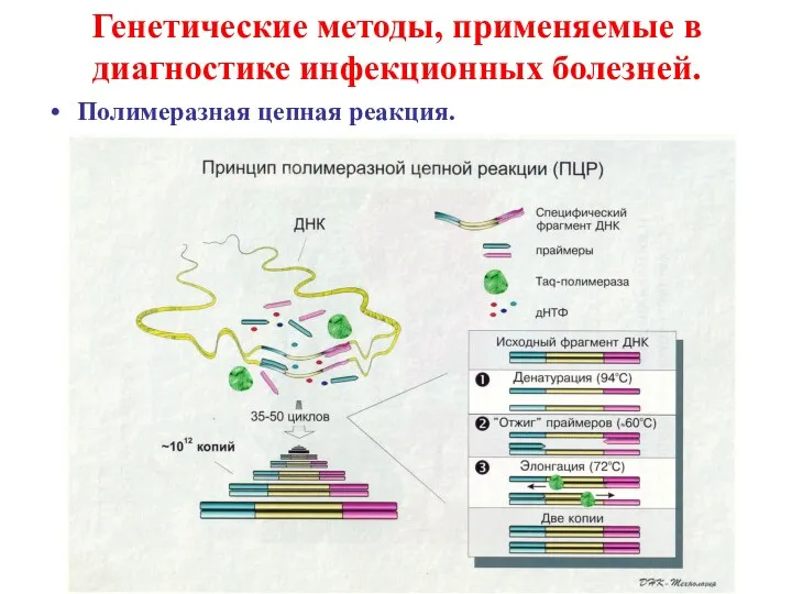 Генетические методы, применяемые в диагностике инфекционных болезней. Полимеразная цепная реакция.