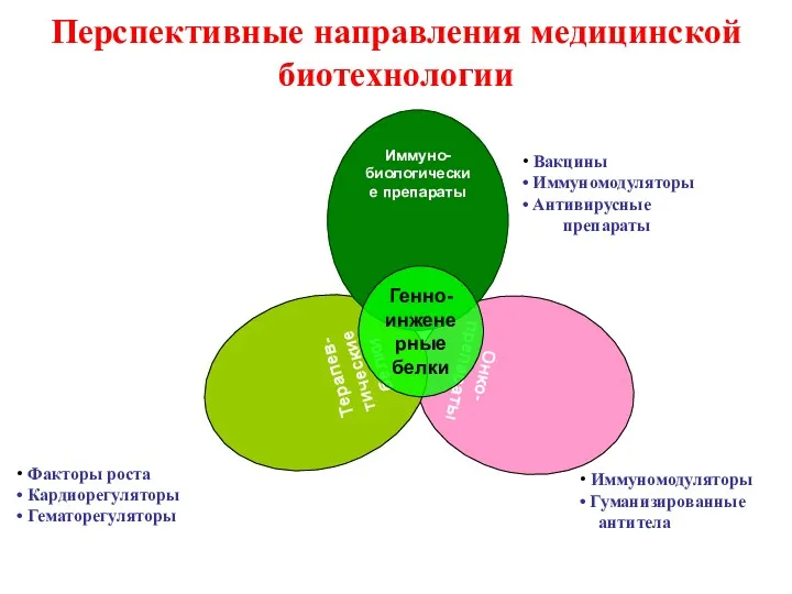 Перспективные направления медицинской биотехнологии Онко- препараты Терапев- тические белки Иммуно-