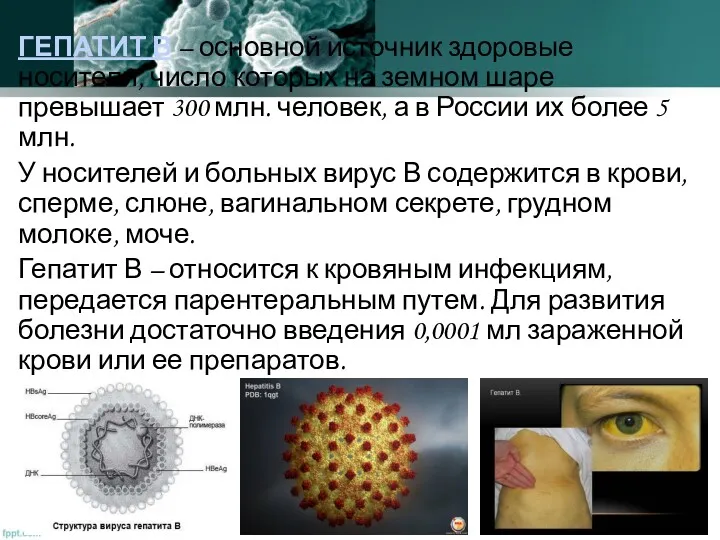 ГЕПАТИТ В – основной источник здоровые носители, число которых на