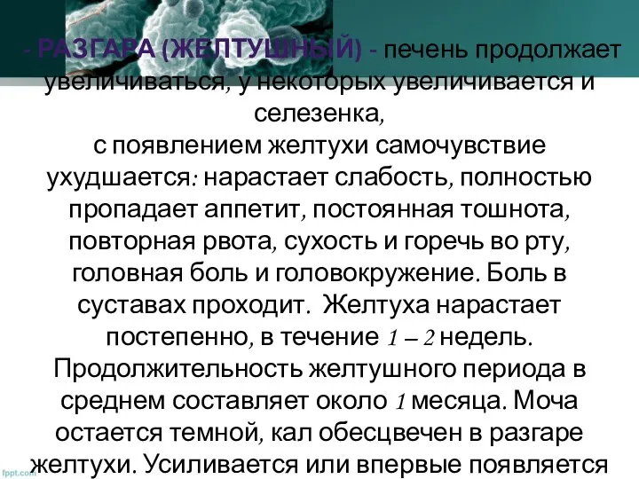 - РАЗГАРА (ЖЕЛТУШНЫЙ) - печень продолжает увеличиваться, у некоторых увеличивается