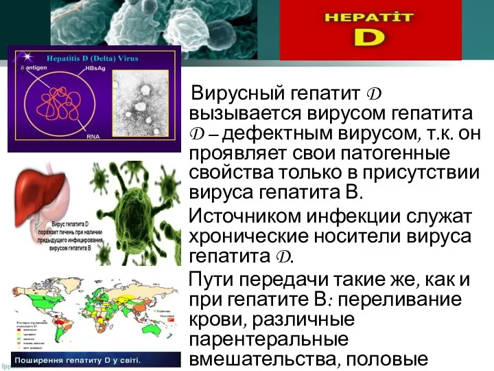 Вирусный гепатит D вызывается вирусом гепатита D – дефектным вирусом,