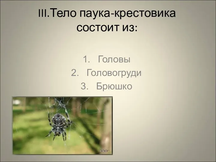 III.Тело паука-крестовика состоит из: Головы Головогруди Брюшко