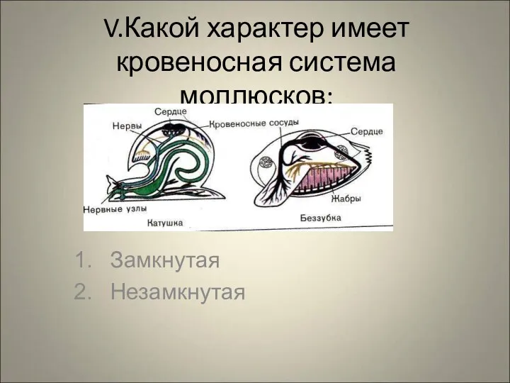 V.Какой характер имеет кровеносная система моллюсков: Замкнутая Незамкнутая