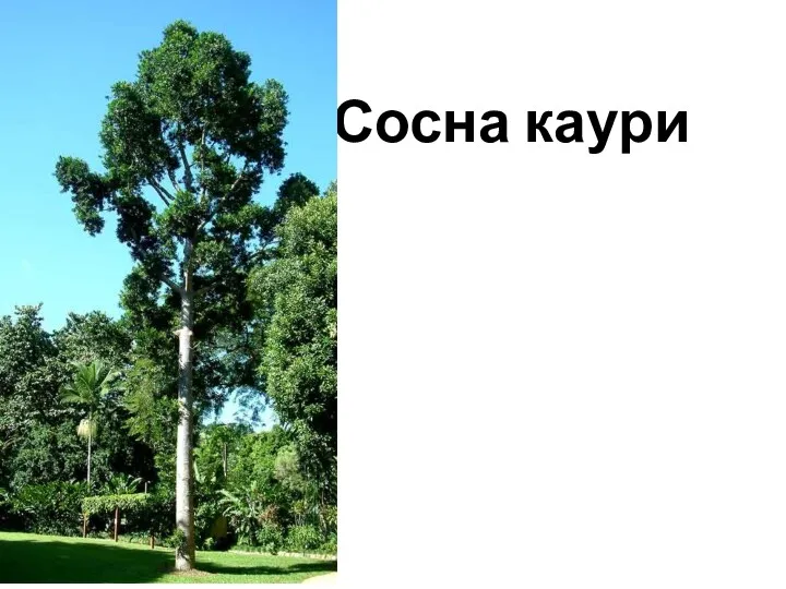 Сосна каури