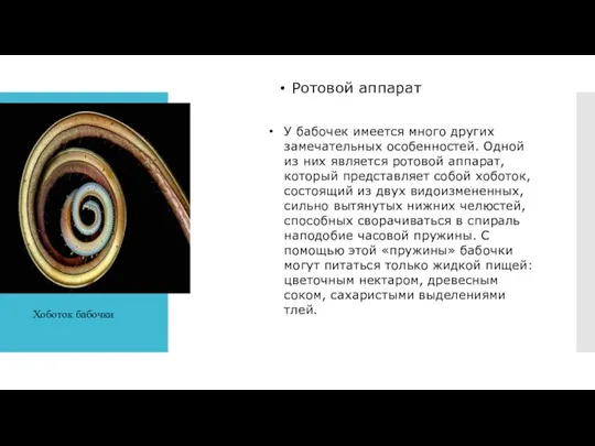 Ротовой аппарат У бабочек имеется много других замечательных особенностей. Одной